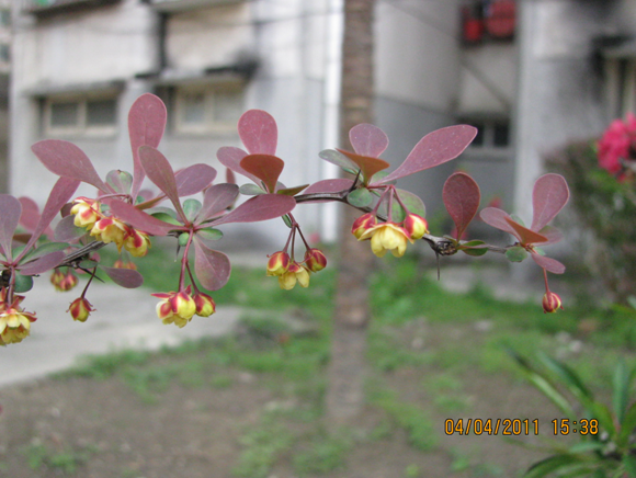 小檗科•红叶小檗.png